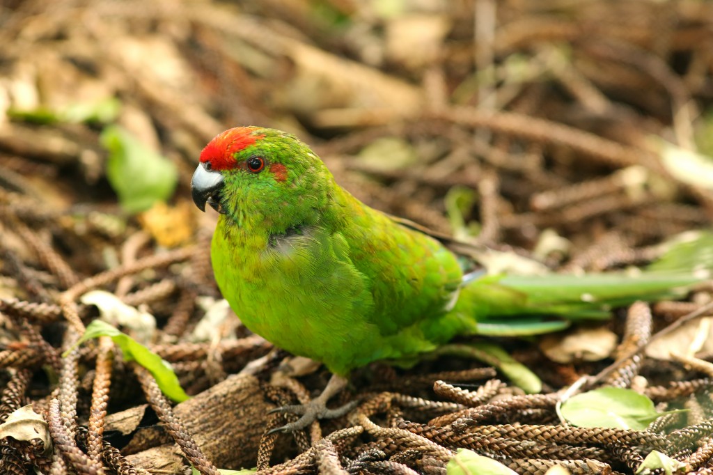 Recent Survey estimates only 23 breeding pairs of Norfolk island ...