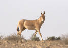 The near-threatened Asiatic wild ass ptoject in Israel