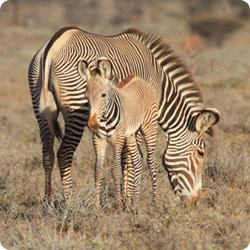 Belinda Low - Grevy's zebra